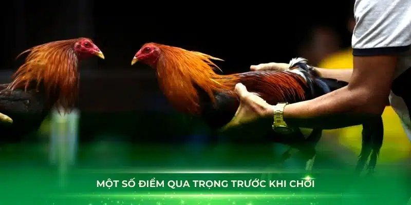 Một số điểm qua trọng trước khi chơi đá gà cúp C1