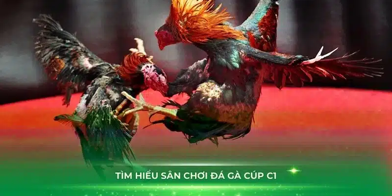 Tìm hiểu sân chơi đá gà cúp c1