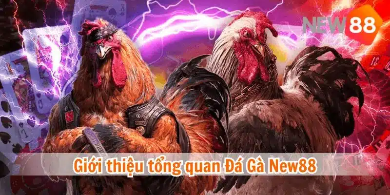 Tổng quan về trang đá gà trực tuyến New88