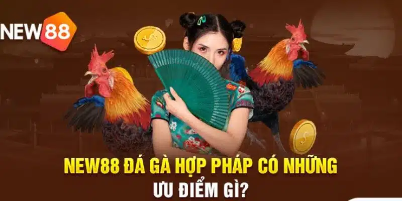 Vì sao nên tham gia trang đá gà trực tuyến New88?